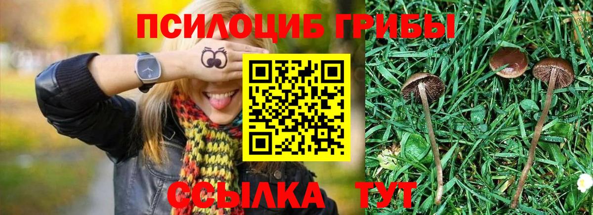 Псилоцибиновые грибы GOLDEN TEACHER Таганрог